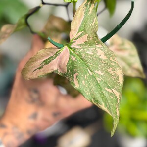 May include: A Syngonium podophyllum plant leaf featuring variegated patterns of light pink and sage green. The arrowhead-shaped foliage displays a mottled color distribution across the surface, supported by a thin green stem and a dark support structure.