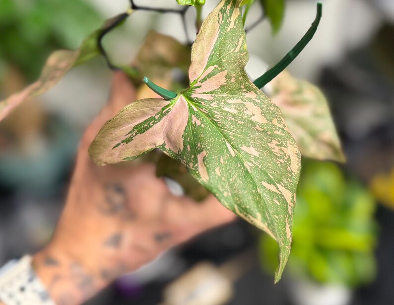 May include: A Syngonium podophyllum plant leaf featuring variegated patterns of light pink and sage green. The arrowhead-shaped foliage displays a mottled color distribution across the surface, supported by a thin green stem and a dark support structure.