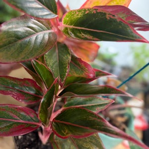 May include: An Aglaonema plant featuring lance-shaped leaves with a variegated pattern of deep forest green, bright lime green, and vibrant magenta pink edges. The plant grows from a central stem and is potted in a simple, neutral-colored container.