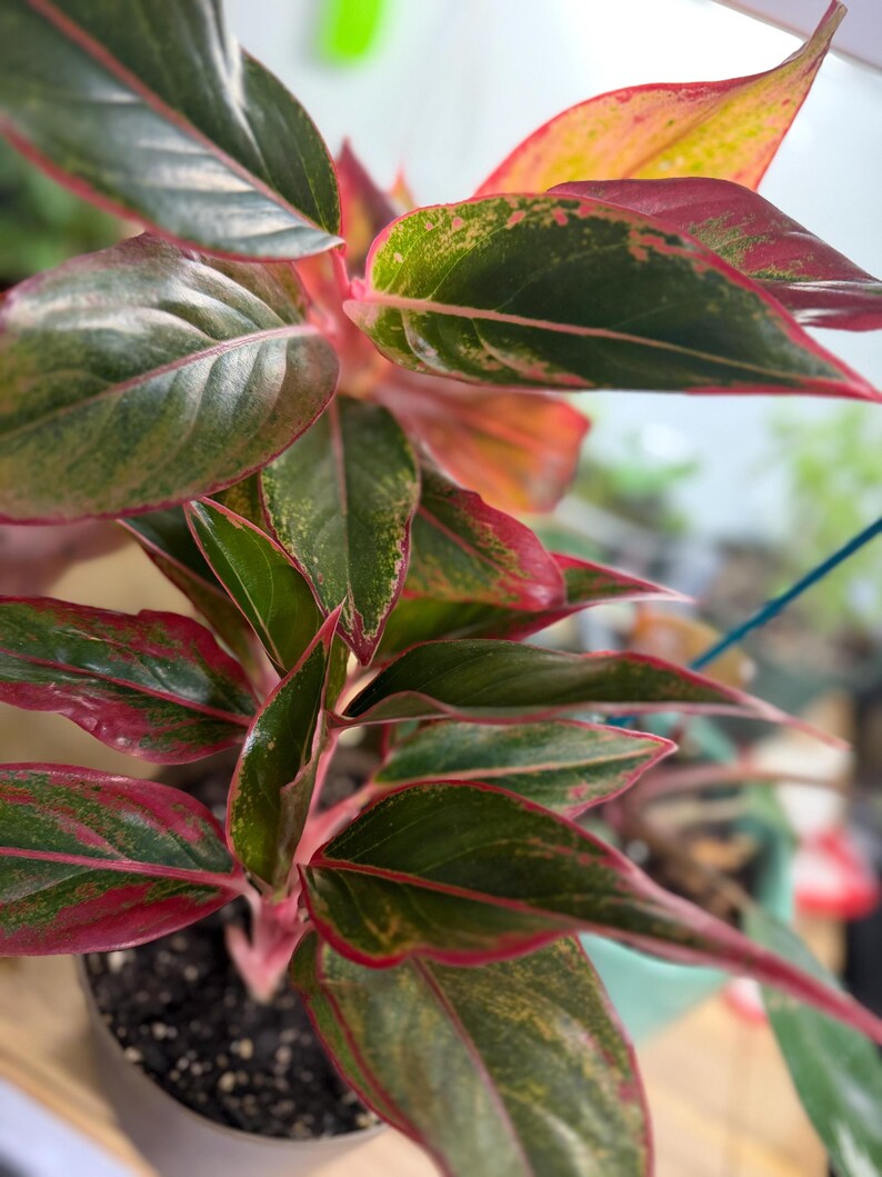 May include: An Aglaonema plant featuring lance-shaped leaves with a variegated pattern of deep forest green, bright lime green, and vibrant magenta pink edges. The plant grows from a central stem and is potted in a simple, neutral-colored container.