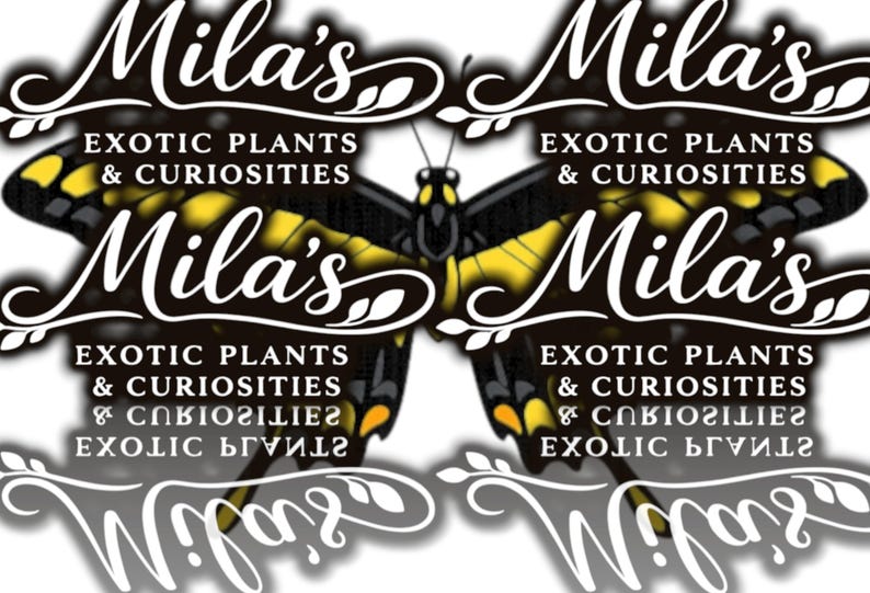 May include: A logo for "Mila's Exotic Plants & Curiosities" with a butterfly design in yellow and black. The text "Mila's" is in a decorative script, with the business name below.