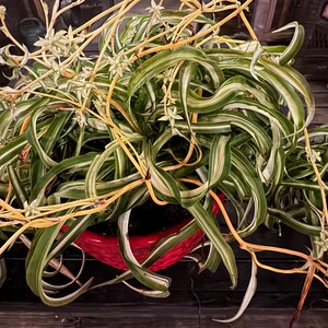 May include: A spider plant with long, variegated green and white leaves spills out of a red pot. The plant has thin, dried stems and small white flowers. The plant is a houseplant and is placed on a wooden surface.