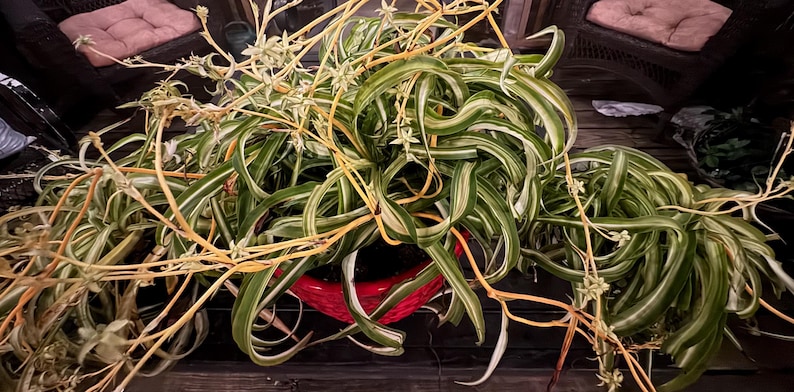 May include: A spider plant with long, variegated green and white leaves spills out of a red pot. The plant has thin, dried stems and small white flowers. The plant is a houseplant and is placed on a wooden surface.