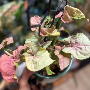 May include: A Syngonium podophyllum plant with variegated arrow-shaped leaves in shades of soft pink and pale green. The plant is supported by a black plastic trellis and is potted in a small, round, teal-colored container filled with soil.