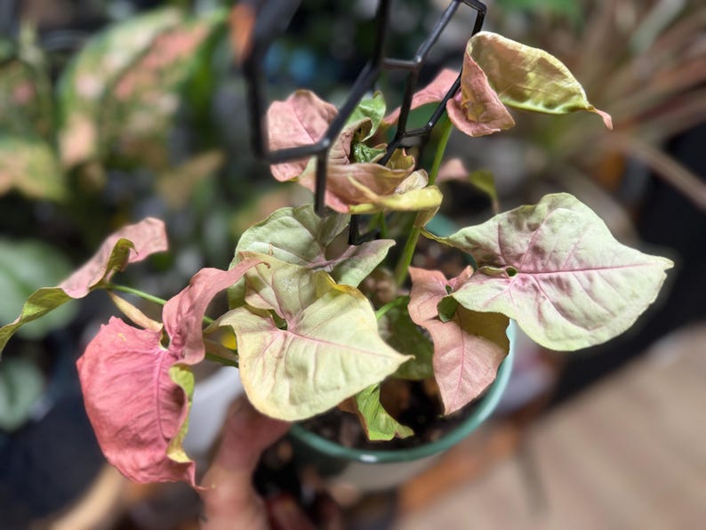 May include: A Syngonium podophyllum plant with variegated arrow-shaped leaves in shades of soft pink and pale green. The plant is supported by a black plastic trellis and is potted in a small, round, teal-colored container filled with soil.