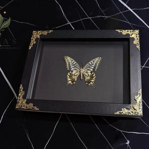 May include: A rectangular black shadow box frame containing a preserved swallowtail butterfly with yellow, black, and white wings. The frame features ornate gold-colored metal corner accents and a dark gray interior backing for the specimen display.