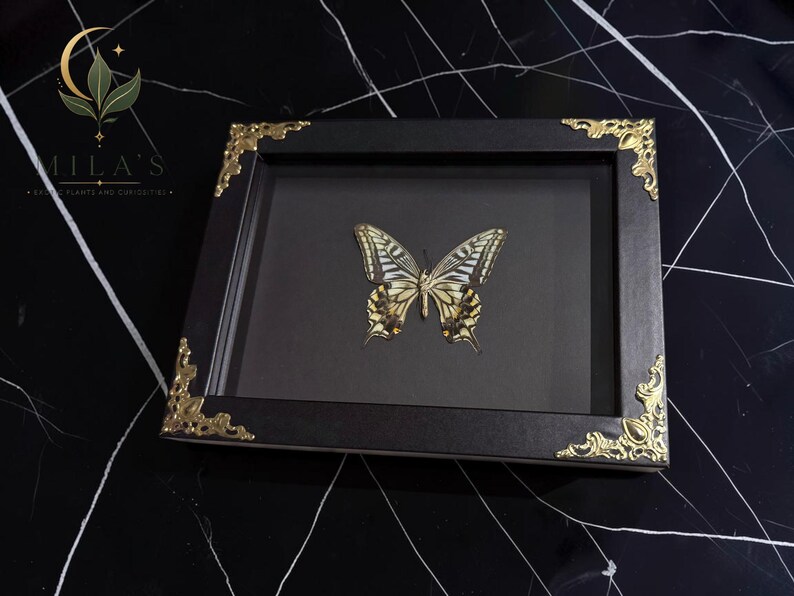 May include: A rectangular black shadow box frame containing a preserved swallowtail butterfly with yellow, black, and white wings. The frame features ornate gold-colored metal corner accents and a dark gray interior backing for the specimen display.