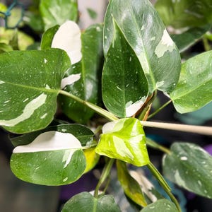 May include: A Philodendron White Wizard plant featuring heart-shaped, glossy green leaves with distinct white and cream-colored variegation. The foliage displays a mix of solid green, speckled, and large white patches, supported by sturdy green stems.