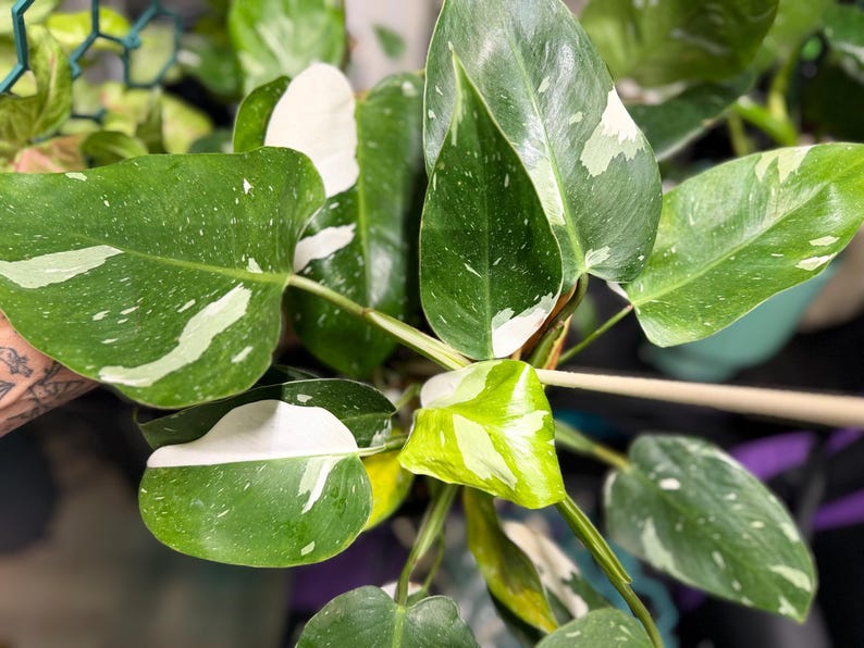 May include: A Philodendron White Wizard plant featuring heart-shaped, glossy green leaves with distinct white and cream-colored variegation. The foliage displays a mix of solid green, speckled, and large white patches, supported by sturdy green stems.