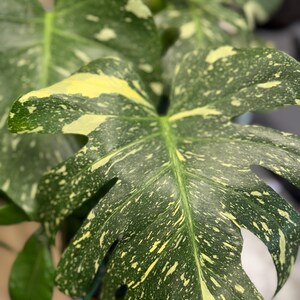 May include: A large Monstera Thai Constellation plant leaf featuring deep green foliage with creamy yellow speckled variegation. The leaf has a distinct heart shape with natural fenestrations and a prominent central vein running through the center.