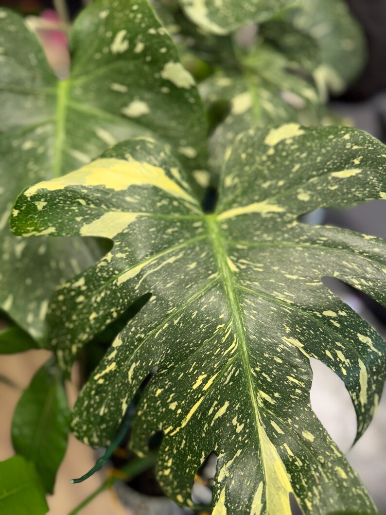 May include: A large Monstera Thai Constellation plant leaf featuring deep green foliage with creamy yellow speckled variegation. The leaf has a distinct heart shape with natural fenestrations and a prominent central vein running through the center.