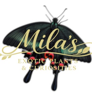 May include: Logo for "Mila's Exotic Plants & Curiosities" featuring a stylized black butterfly with green accents and red markings. The business name is in gold script, with the tagline below.