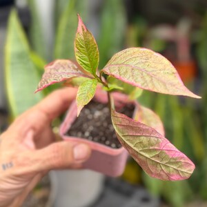 May include: A small plant with variegated leaves featuring shades of pink and green, potted in a square pink plastic container filled with dark potting soil. The plant has several pointed, textured leaves with prominent veins and pink edges.