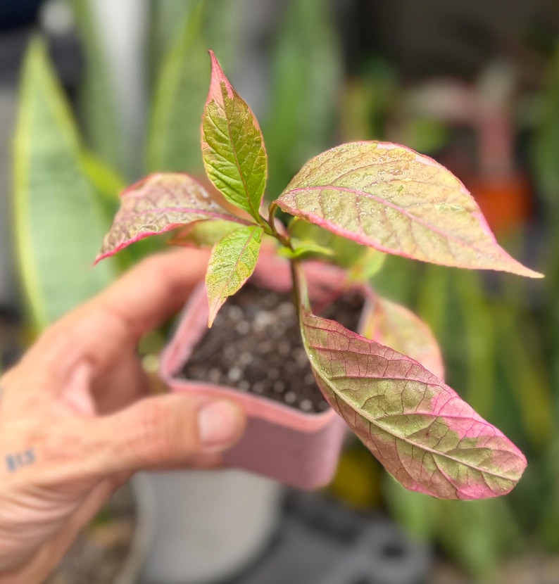 May include: A small plant with variegated leaves featuring shades of pink and green, potted in a square pink plastic container filled with dark potting soil. The plant has several pointed, textured leaves with prominent veins and pink edges.