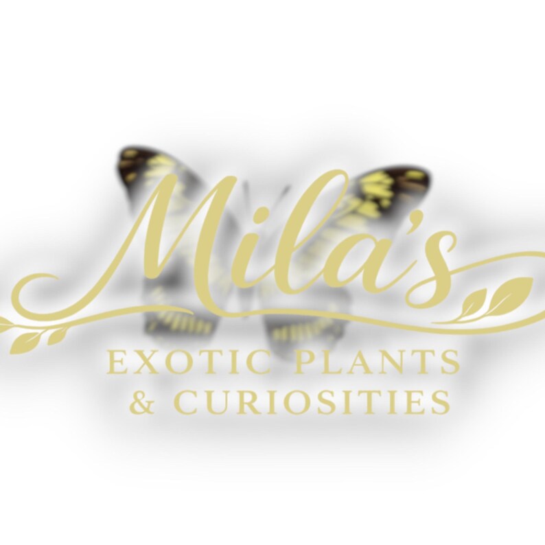 Pode incluir: Um logotipo para "Mila's Exotic Plants & Curiosities" apresenta uma borboleta com asas amarelas e pretas. O texto est&aacute; em uma fonte dourada, com o nome da empresa acima da descri&ccedil;&atilde;o.