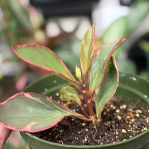 Op de afbeelding: Een kleine Peperomia clusiifolia plant met bonte groene en cr&egrave;mekleurige bladeren met opvallende roze randen. De plant staat in een donkergroene plastic pot gevuld met aarde, met een centrale stengel en verschillende uitlopende bladeren.