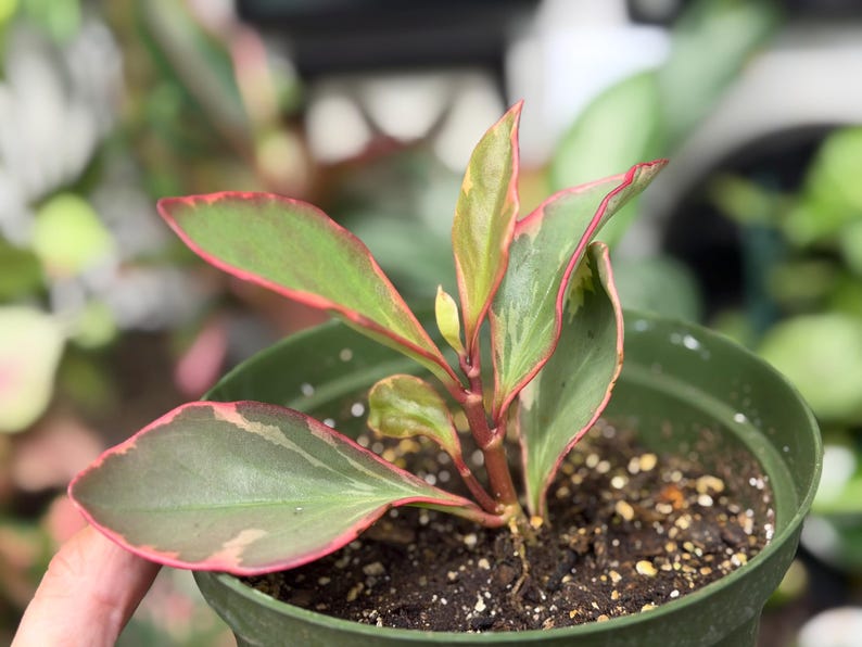 Op de afbeelding: Een kleine Peperomia clusiifolia plant met bonte groene en cr&egrave;mekleurige bladeren met opvallende roze randen. De plant staat in een donkergroene plastic pot gevuld met aarde, met een centrale stengel en verschillende uitlopende bladeren.