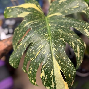 May include: A large, heart-shaped Monstera leaf featuring deep green coloration with prominent yellow variegation in a speckled and streaked pattern. The leaf displays characteristic natural fenestrations and splits along its edges.