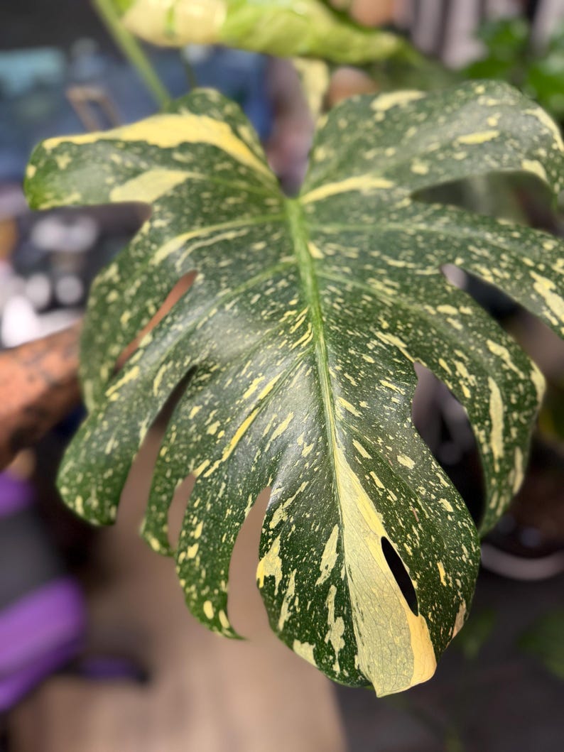 May include: A large, heart-shaped Monstera leaf featuring deep green coloration with prominent yellow variegation in a speckled and streaked pattern. The leaf displays characteristic natural fenestrations and splits along its edges.