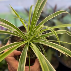 Op de afbeelding: Een graslelie met lange, slanke, gebogen bladeren met een groene middenstreep en crèmewitte randen. De plant staat in een donkere pot gevuld met aarde en vertoont een levendig, bontgekleurd bladpatroon over de gehele plant.