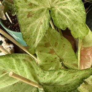 May include: A Syngonium plant featuring arrow-shaped leaves with variegated patterns in shades of light green, cream, and soft brown spots. The foliage is supported by thin, light-colored wooden stakes inserted into the soil of a green pot.