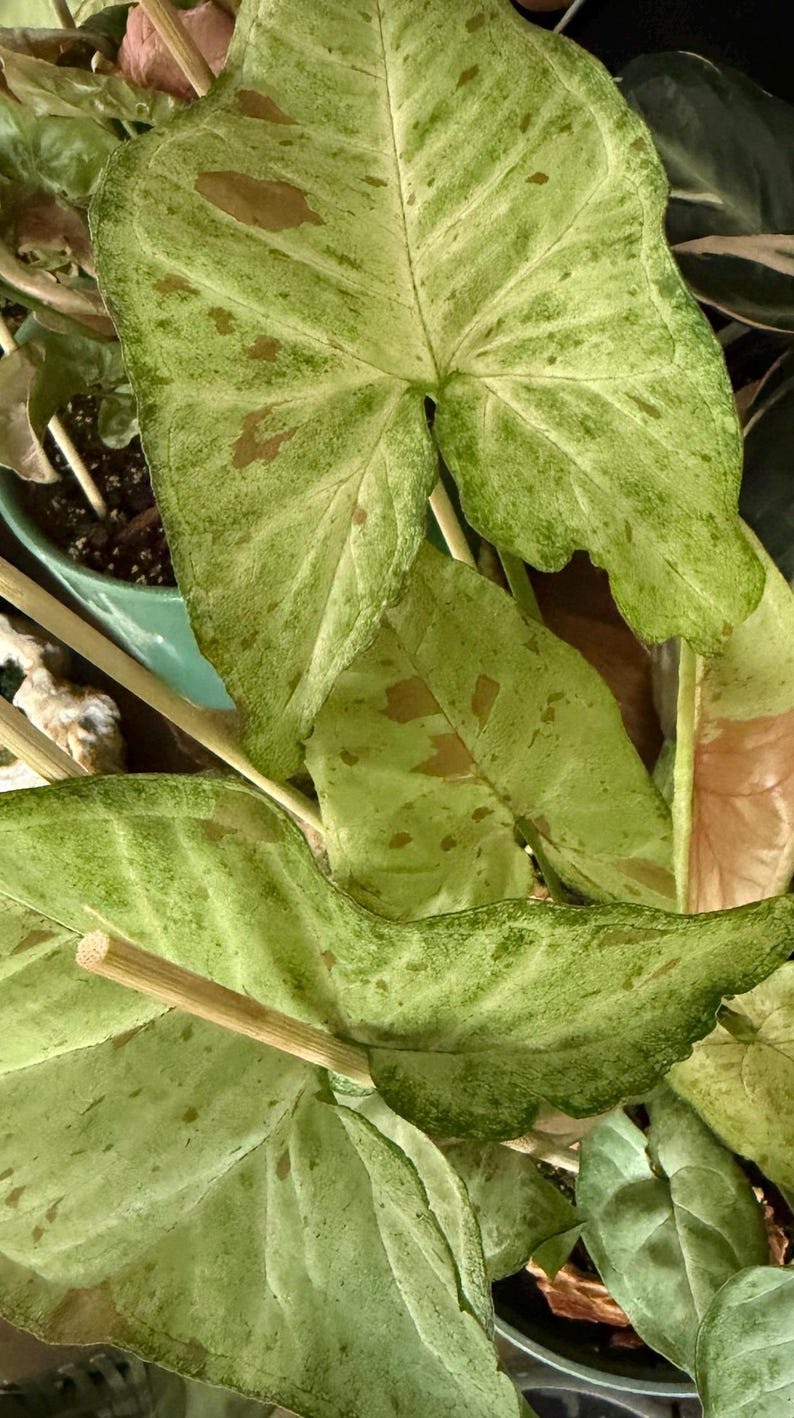 May include: A Syngonium plant featuring arrow-shaped leaves with variegated patterns in shades of light green, cream, and soft brown spots. The foliage is supported by thin, light-colored wooden stakes inserted into the soil of a green pot.