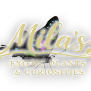 Puede incluir: Logotipo de "Mila's Exotic Plants & Curiosities" con una mariposa estilizada con alas negras y coloridas. El nombre del negocio est&aacute; en una elegante escritura dorada, con el lema debajo.