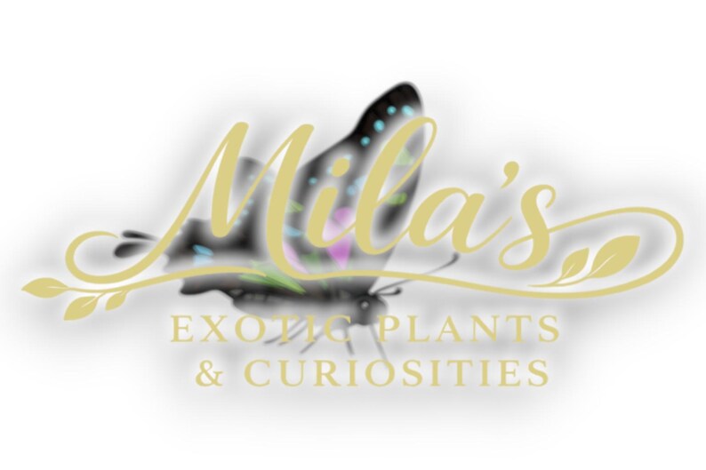 Puede incluir: Logotipo de "Mila's Exotic Plants & Curiosities" con una mariposa estilizada con alas negras y coloridas. El nombre del negocio est&aacute; en una elegante escritura dorada, con el lema debajo.