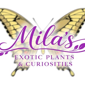 May include: A logo featuring a butterfly with yellow and black wings. The name "Mila's" is written in purple script above the text "EXOTIC PLANTS & CURIOSITIES" in a serif font. The logo is on a white background.
