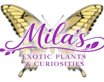 May include: A logo featuring a butterfly with yellow and black wings. The name "Mila's" is written in purple script above the text "EXOTIC PLANTS & CURIOSITIES" in a serif font. The logo is on a white background.