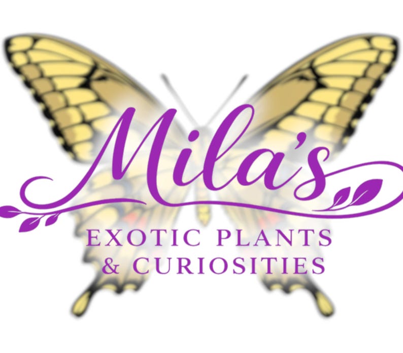 May include: A logo featuring a butterfly with yellow and black wings. The name "Mila's" is written in purple script above the text "EXOTIC PLANTS & CURIOSITIES" in a serif font. The logo is on a white background.