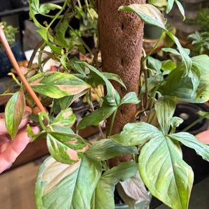 May include: A Syngonium podophyllum plant with variegated green and pink arrow-shaped leaves climbing up a brown cylindrical moss pole. The plant features multiple stems with distinct foliage patterns and aerial roots attached to the central support structure.