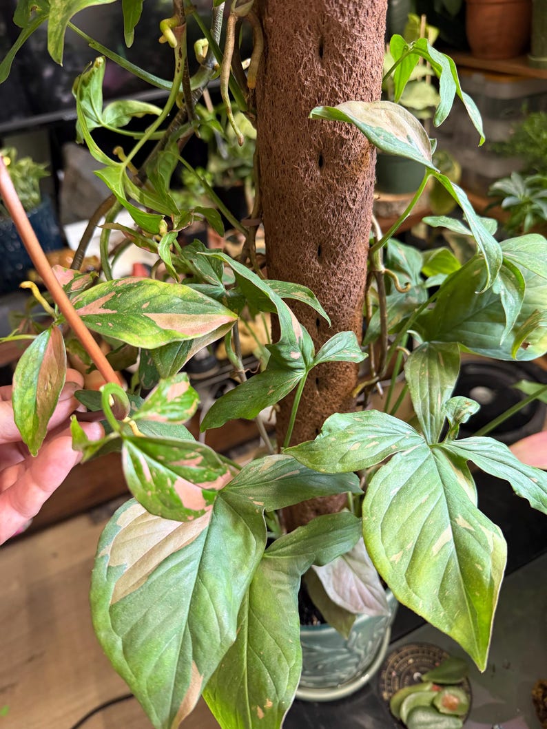 May include: A Syngonium podophyllum plant with variegated green and pink arrow-shaped leaves climbing up a brown cylindrical moss pole. The plant features multiple stems with distinct foliage patterns and aerial roots attached to the central support structure.