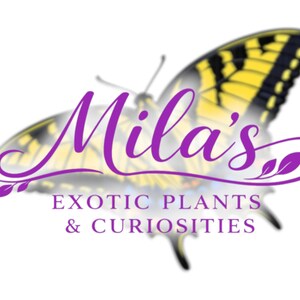 May include: A logo for "Mila's Exotic Plants & Curiosities" features a stylized butterfly with yellow and black wings. The business name is in purple script, with the tagline in a sans-serif font.