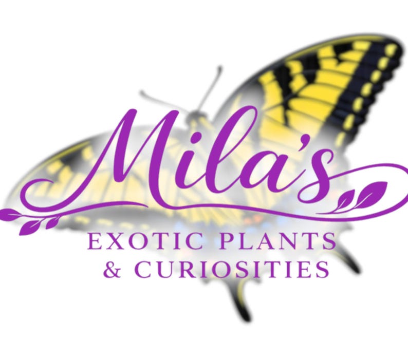 May include: A logo for "Mila's Exotic Plants & Curiosities" features a stylized butterfly with yellow and black wings. The business name is in purple script, with the tagline in a sans-serif font.