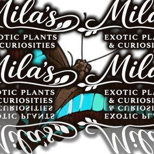 Blå flaskhalsfjäril PNG-paket | 13 Graphium sarpedon 300 DPI digitala clipartfiler bild 5