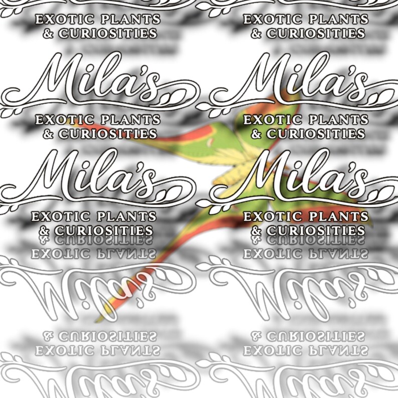 May include: A repeating pattern with the text "Mila's" in a decorative script, and "EXOTIC PLANTS & CURIOSITIES". A colourful, stylised bird or leaf design is visible. The background is white.