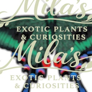 May include: A logo for Mila's Exotic Plants & Curiosities, with a butterfly design in green, blue, red, and black. The business name is in a cursive font, and the description is in a serif font.