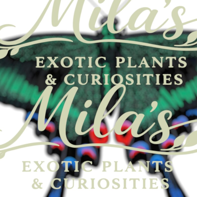 May include: A logo for Mila's Exotic Plants & Curiosities, with a butterfly design in green, blue, red, and black. The business name is in a cursive font, and the description is in a serif font.