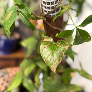 May include: A Syngonium podophyllum plant with variegated green and pink heart-shaped leaves climbing up a brown moss pole. The plant is supported by a white plastic grid structure at the top of the pole, with multiple stems and foliage.