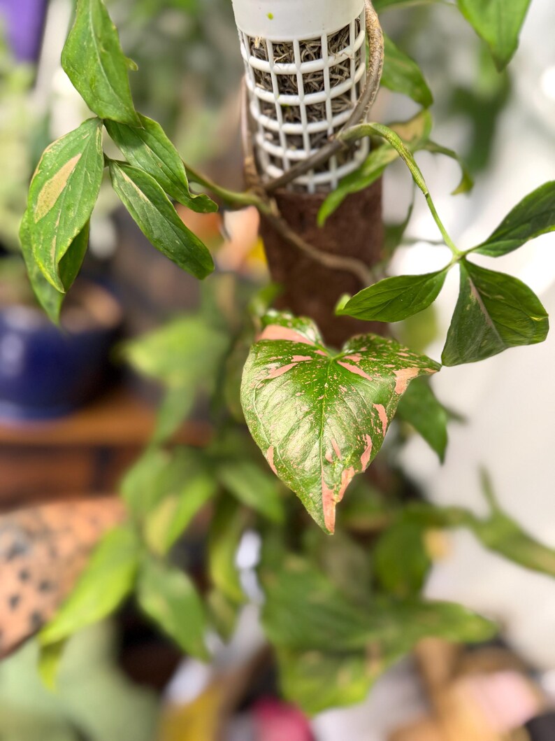 May include: A Syngonium podophyllum plant with variegated green and pink heart-shaped leaves climbing up a brown moss pole. The plant is supported by a white plastic grid structure at the top of the pole, with multiple stems and foliage.