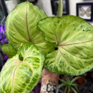 May include: A Syngonium plant featuring arrow-shaped leaves with a variegated pattern of light green and dark green spots. The foliage displays prominent pinkish-red veins radiating from the center of each leaf toward the serrated edges.