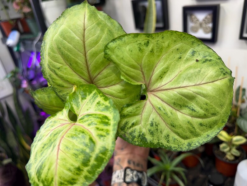 May include: A Syngonium plant featuring arrow-shaped leaves with a variegated pattern of light green and dark green spots. The foliage displays prominent pinkish-red veins radiating from the center of each leaf toward the serrated edges.
