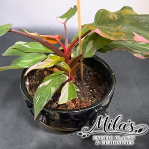 May include: A Philodendron Pink Princess plant with variegated green and pink leaves in a black ceramic pot. A thin wooden stake supports the plant. The text Mila's EXOTIC PLANTS & CURIOSITIES is printed in white script and sans-serif font.