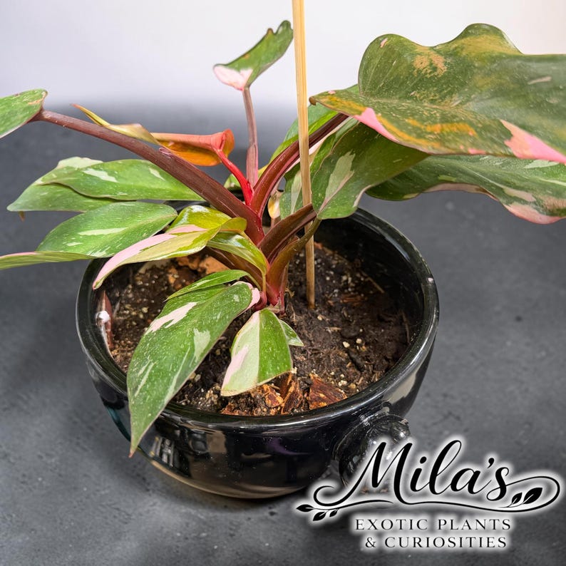 May include: A Philodendron Pink Princess plant with variegated green and pink leaves in a black ceramic pot. A thin wooden stake supports the plant. The text Mila's EXOTIC PLANTS & CURIOSITIES is printed in white script and sans-serif font.