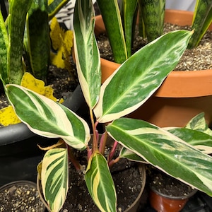 May include: A Stromanthe Triostar plant featuring elongated, lance-shaped leaves with a variegated pattern of deep green, creamy white, and soft pink. The undersides of the stems and leaf bases display a vibrant magenta-red hue in a dark pot.