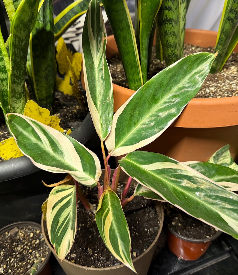 May include: A Stromanthe Triostar plant featuring elongated, lance-shaped leaves with a variegated pattern of deep green, creamy white, and soft pink. The undersides of the stems and leaf bases display a vibrant magenta-red hue in a dark pot.