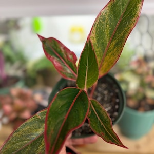 May include: An Aglaonema plant in a dark plastic pot featuring pointed, lance-shaped leaves with a variegated pattern of deep green, bright yellow, and prominent red veins and margins that extend along the edges of each individual leaf.