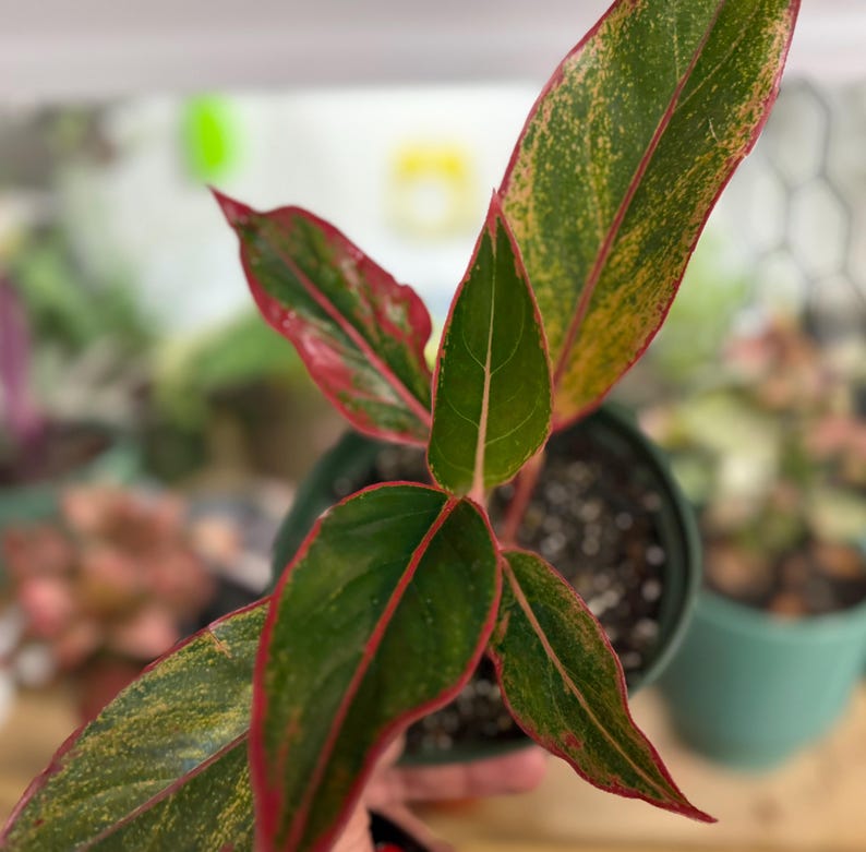 May include: An Aglaonema plant in a dark plastic pot featuring pointed, lance-shaped leaves with a variegated pattern of deep green, bright yellow, and prominent red veins and margins that extend along the edges of each individual leaf.