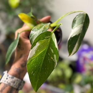 May include: A Philodendron White Wizard plant featuring elongated, pointed leaves with a variegated pattern of deep green and creamy white splashes. The plant is potted in a small black container, showcasing its distinct foliage and stems.